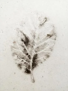 Leaf imprint on a white background 写真素材