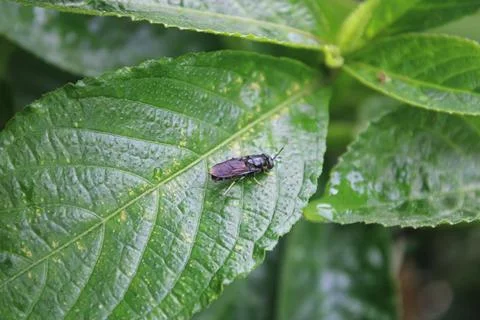 A leaf infested with a wasp Fotos de archivo