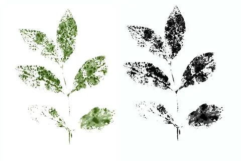 Leaf ink plant Stock Illustration