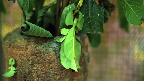 Leaf Insect the green Phylliidae sticking under a leaf and well camouflaged a Stock Footage 169842107