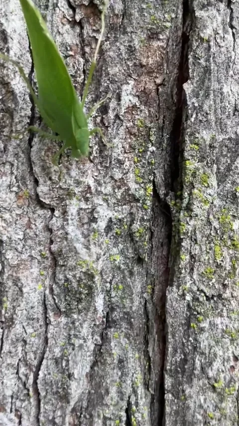 Leaf Insect Hops From Hand To Tree, Michigan, USA - 17 Sep 2024 Stock Footage 284854874