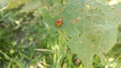 Leaf insect ladybug Stock Footage 246594224