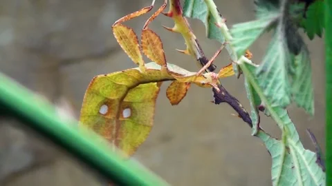 Leaf insect (Phylliidae) Видео 259164613