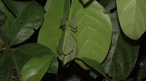 Leaf Insect walk slowly in lowland rainforest undergrowth at night Stock Footage 56560170