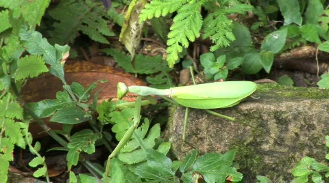 Leaf insect walks across ground Stockbeeldmateriaal 139217
