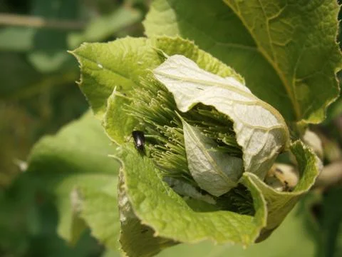 Leaf with insects 写真素材