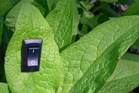 Leaf with inserted power switch Stock Photos
