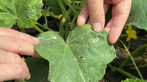 Leaf Inspection Close up 스톡 동영상 311657975