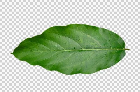 Leaf Isolate on transparent background PNG file Stock-Fotos