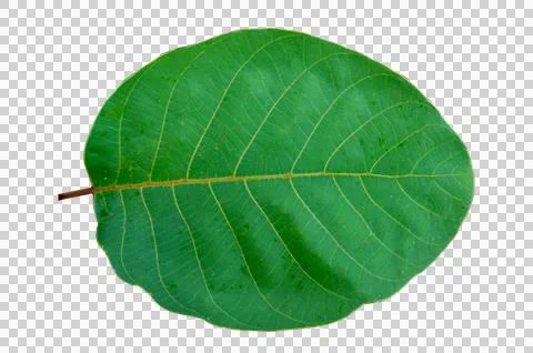 Leaf Isolate on transparent background PNG file Stock Photos