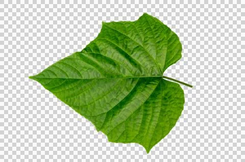 Leaf Isolate on transparent background PNG file Stock Photos