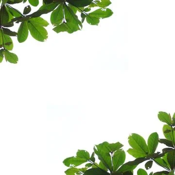 Leaf isolated background Stock Photos