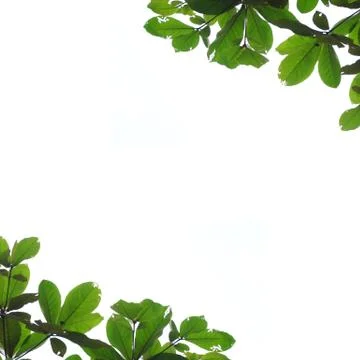 Leaf isolated background 库存照片