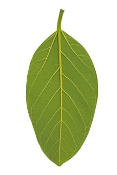 Leaf isolated with clipping path Stock Photos