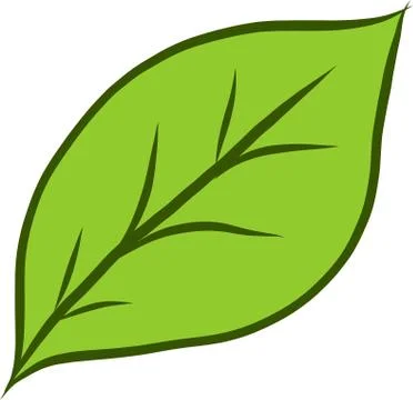 Leaf isolated Stock Illustration
