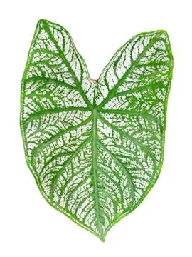 Leaf isolated Stock Photos
