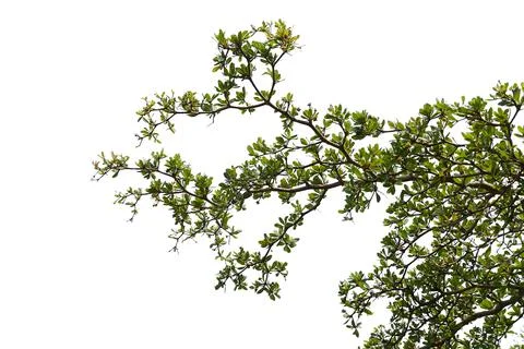 Leaf isolated transparency background. Stock Photos