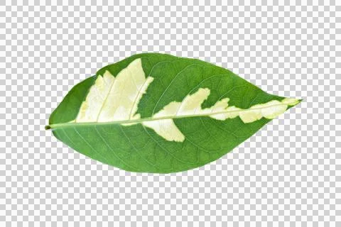 Leaf isolated transparency background.. Stock Photos