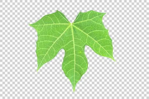 Leaf isolated transparency background.. Stock Photos