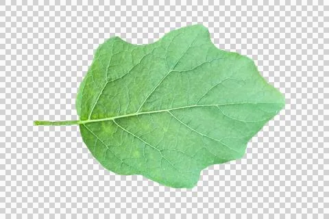 Leaf isolated transparency background.. Stock-Fotos