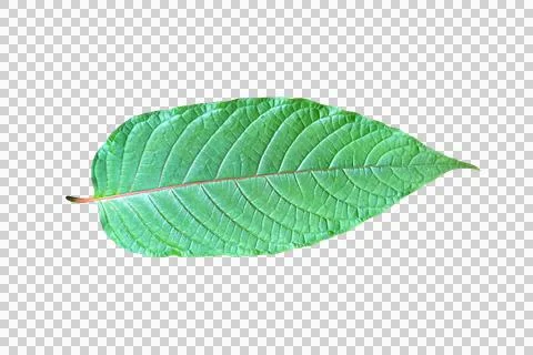 Leaf isolated transparency background.. Stock-Fotos