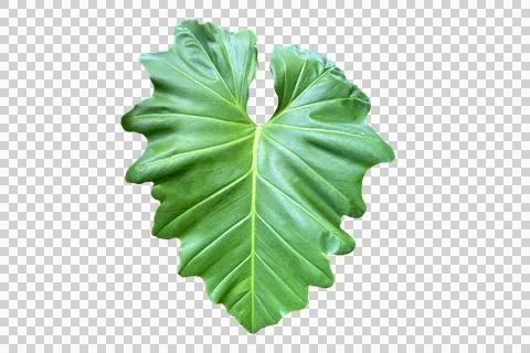 Leaf isolated transparency background.. Stock Photos