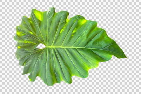 Leaf isolated transparency background.. Stock Photos