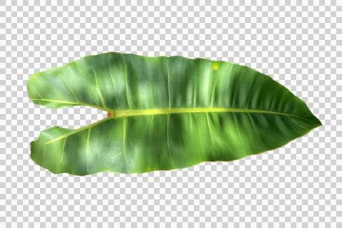 Leaf isolated transparency background.. Stock Photos