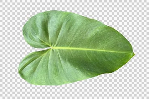 Leaf isolated transparency background.. Stock Photos