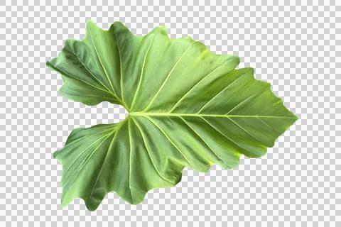 Leaf isolated transparency background.. Stock-Fotos