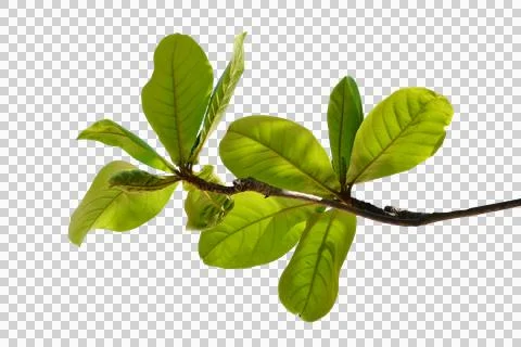 Leaf isolated transparency background.. Stock Photos