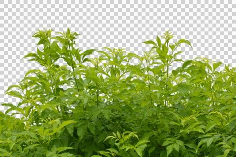 Leaf isolated transparency background.. Stock Photos