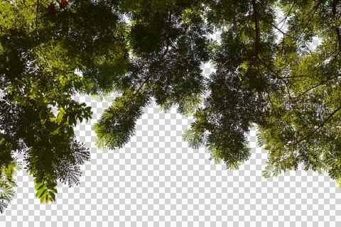 Leaf isolated transparency background. Stock Photos