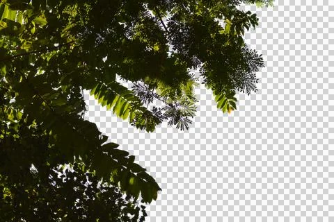 Leaf isolated transparency background. Stock Photos