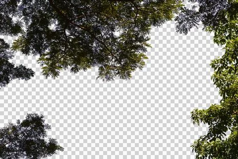 Leaf isolated transparency background. Stock Photos