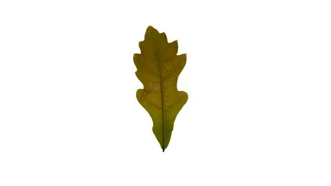 Leaf isolated on white background. Dry pressed leaf 库存照片