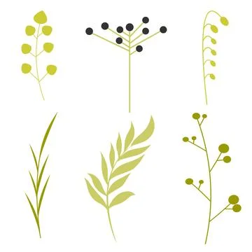 Leaf isolated on white background. illustration of a green leaf. Stock Illustration
