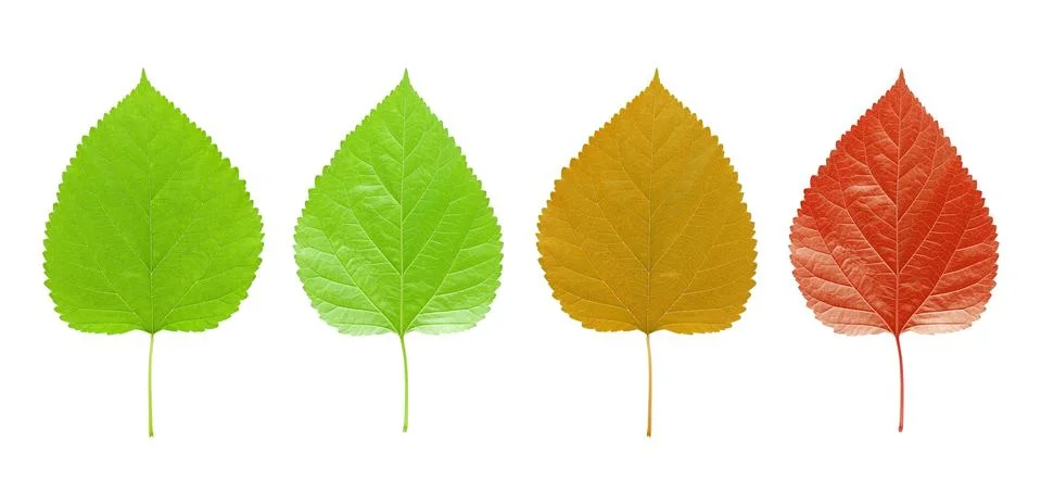Leaf isolated on white background Stock Photos