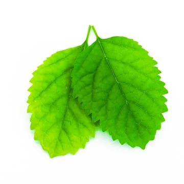 Leaf isolated on white background Stock Photos