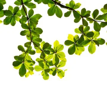Leaf isolated on white background Stock Photos