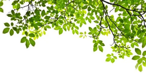 Leaf isolated on white background Stock Photos