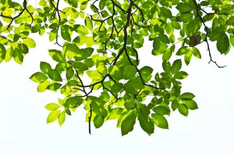 Leaf isolated on white background Stock Photos