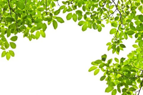 Leaf isolated on white background Stock Photos
