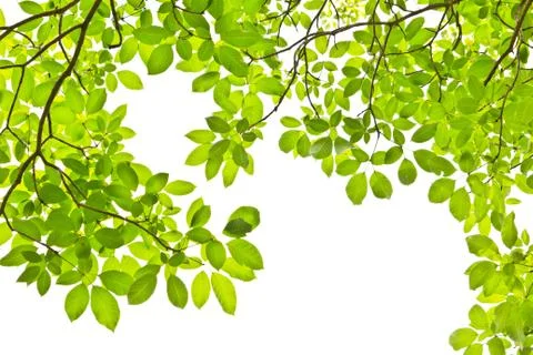 Leaf isolated on white background Stock Photos