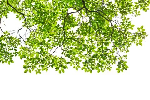 Leaf isolated on white background Stock Photos
