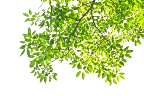 Leaf isolated on white background Stock Photos
