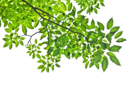 Leaf isolated on white background Stock Photos