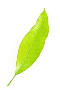Leaf isolated on white background Stock Photos
