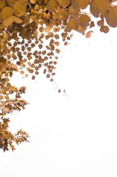 Leaf isolated on white background Foto stock