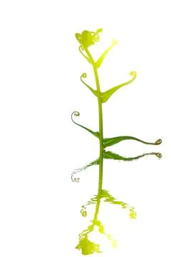 Leaf isolated on white background Stock Photos